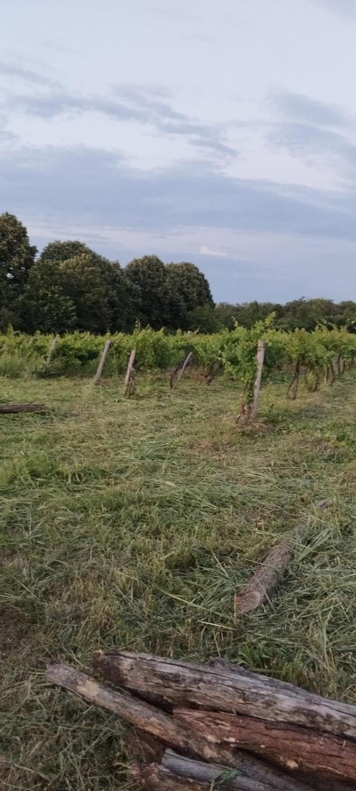 "Pivnica I Smestaj Jovanovic"- Rogljevacke Pivnice Rogljevo Exterior photo